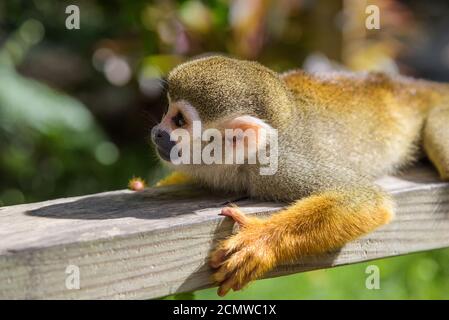 Eichhörnchen Affen im Park Stockfoto
