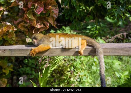 Eichhörnchen Affen im Park Stockfoto