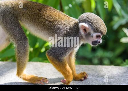 Eichhörnchen Affen im Park Stockfoto