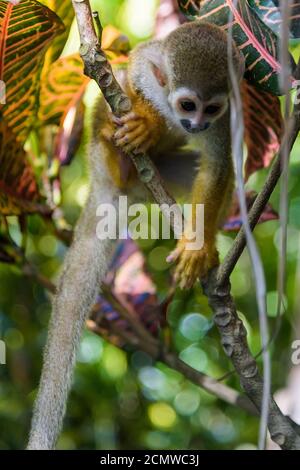 Eichhörnchen Affen im Park Stockfoto