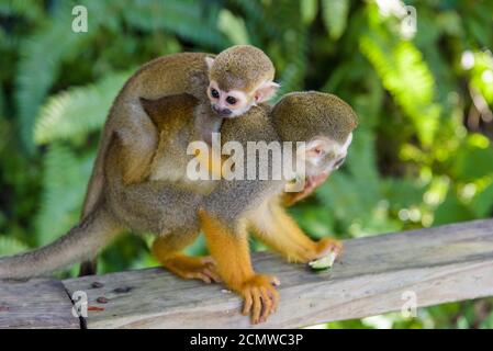 Eichhörnchen Affen im Park Stockfoto