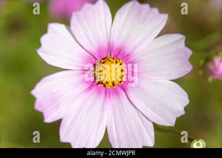 Nahaufnahme Makro auf einer Blume mit weißen Blüten rosa an der Basis, Cosmos bipinnatus 'Sensation Mixed' Cosmos Stockfoto