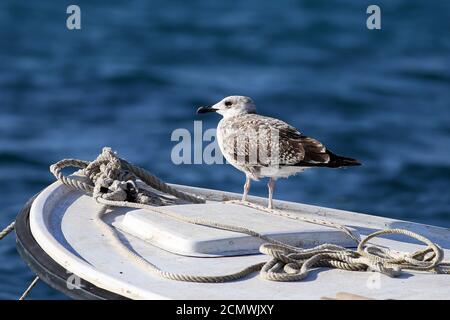 Die Graumöwe steht auf einem Fischerboot Stockfoto