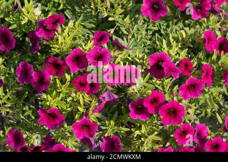 Rosa magentafarbene Blüten von Calibrachoa parviflora im Sonnenlicht, eine blühende Pflanze in der Nachtschattenfamilie, die unter dem gemeinsamen Namen Seaside Petunia bekannt ist Stockfoto