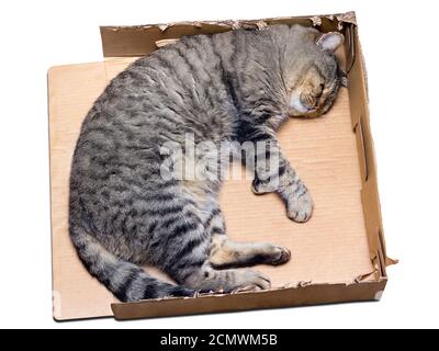Katze schläft in einem zerrissenen Karton Stockfoto