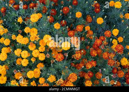 Eine Mischung aus roten, orangen und gelben Tagetes patula ‘Honeycomb’ und Zwerganenomblüten - französische Ringelblumen aus der Familie Asteraceae Stockfoto