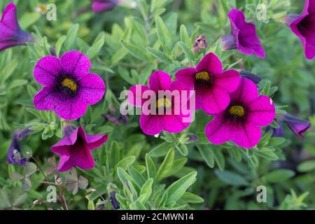 Rosa magentafarbene Blüten von Calibrachoa parviflora, einer blühenden Pflanze in der Nachtschattenfamilie, die unter dem gemeinsamen Namen Seaside Petunia bekannt ist Stockfoto