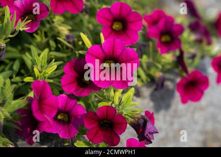 Rosa magentafarbene Blüten von Calibrachoa parviflora im Sonnenlicht, eine blühende Pflanze in der Nachtschattenfamilie, die unter dem gemeinsamen Namen Seaside Petunia bekannt ist Stockfoto