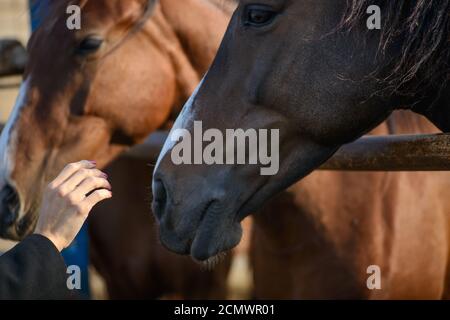 Menschliche Hand in der Nähe der Schnauze des Pferdes. Mann Hand streichelte Pferd. Menschen und Pferde. Stockfoto