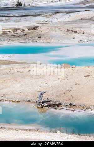 Porcelain Springs, Norris Geyser Basin, Yellowstone National Park Stockfoto