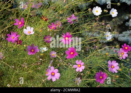 Cosmos bipinnatus 'Sensation Mixed' Cosmos auch allgemein als Garten-Kosmos oder mexikanischen Aster, mit bunten rosa und weißen Gänseblümchen-ähnliche Blumen Stockfoto