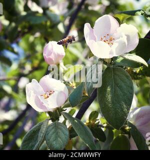 Biene sitzt auf einer Blume eine Quitte Stockfoto