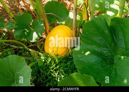 Ein reifer Kürbis ist versteckt im Schatten seiner Reben bereit für eine Herbsternte gepflückt werden. Stockfoto
