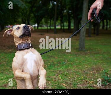 Brown American Pit Bull Terrier sitzt auf einer Lederleine Im Park Stockfoto