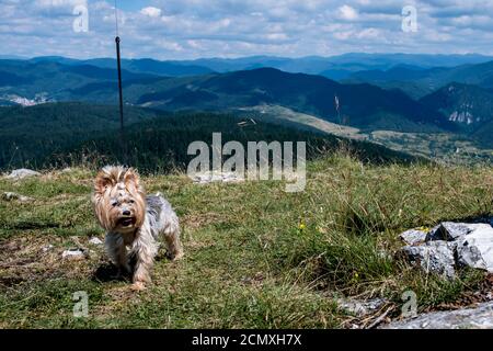 Ein Yorkshire Terrier Hund, der auf einem Feld mit einem steht Berg im Hintergrund Stockfoto