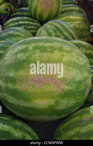 Ganz in der Nähe eines Korbes voller Wassermelonen Carolina Beach Farmer's Market Stockfoto