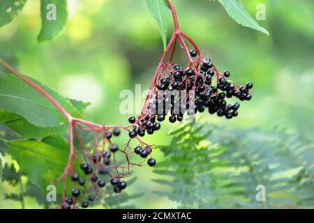Ein Bündel Holunderbeeren (Sambucus nigra) Stockfoto