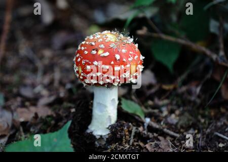 Agarie oder Amanita fliegen (Amanita muscaria) Der rot-weiß gefleckte Pilz ist wohl der ikonischste Toadstool Art Stockfoto