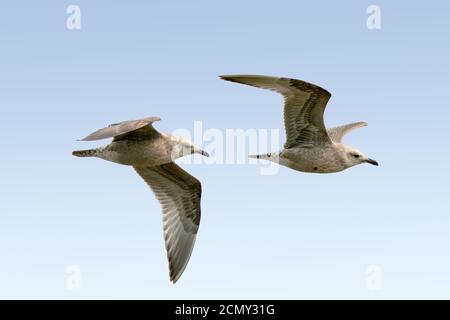 Ring fakturierten Möwen im Flug Stockfoto