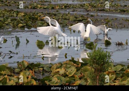 Große Reiher, die in Sumpfland fischen Stockfoto