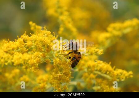 Honigbienen auf Goldener Rute Stockfoto