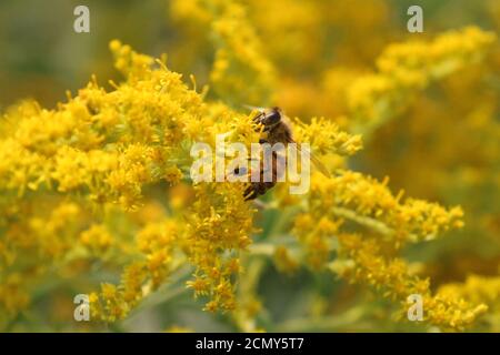 Honigbienen auf Goldener Rute Stockfoto