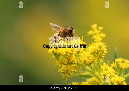 Honigbienen auf Goldener Rute Stockfoto