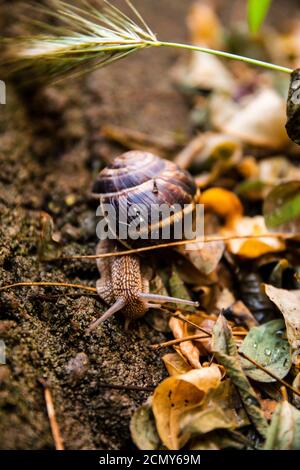 Eine Schnecke um orange Blätter in der freien Natur Stockfoto