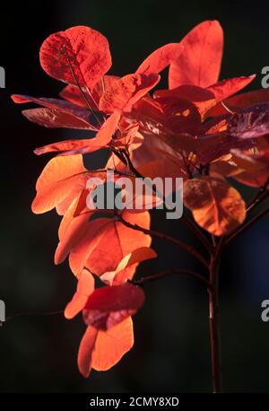 Cotinus coggygria 'Grace' mit Regentropfen Stockfoto