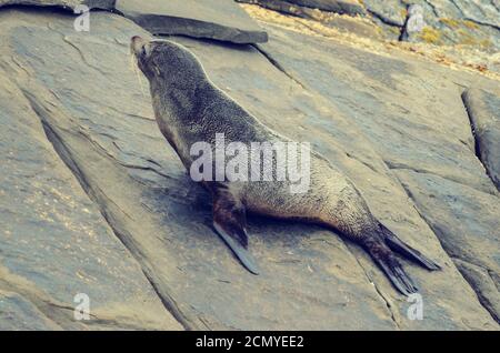 Lone Seal ruht auf Schießfelsen auf Kangaroo Island Australien Stockfoto