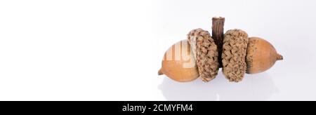 Eicheln isoliert auf weißem Hintergrund. Herbst/Herbst Stockfoto