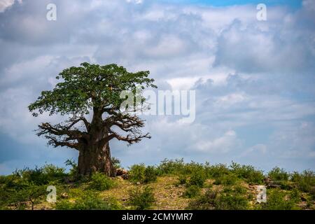 Ein einsamer Baobab Baum auf der Spitze des Abhangs gegen bewölkten Himmel Hintergrund. Region Arusha, Tansania, Afrika Stockfoto