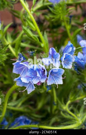 Nahaufnahme von Echium vulgare Blue Bedder Vipers bugloss eine winterharte jährliche - Biennale mit blauen Blüten im Sommer, die selbst Samen reichlich, wenn links.. Stockfoto