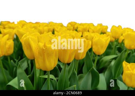 Frühlingskoloful Tulpenzwiebelfeld isoliert auf weißem Hintergrund Stockfoto