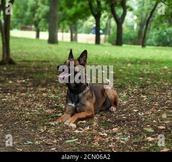 Belgischer Schäferhund Malinois liegt auf dem grünen Rasen im Park und freut sich Stockfoto