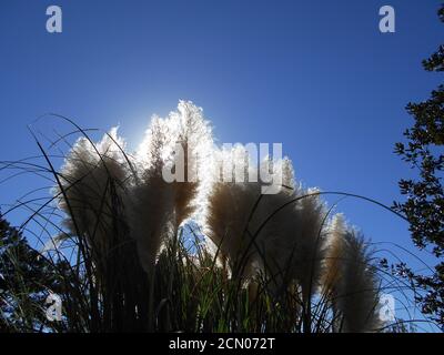 Sonnenlicht scheint durch die Wedel von Pampagras Stockfoto