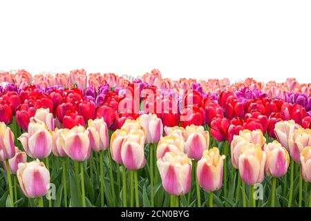 Frühlingskoloful Tulpenzwiebelfeld isoliert auf weißem Hintergrund Stockfoto