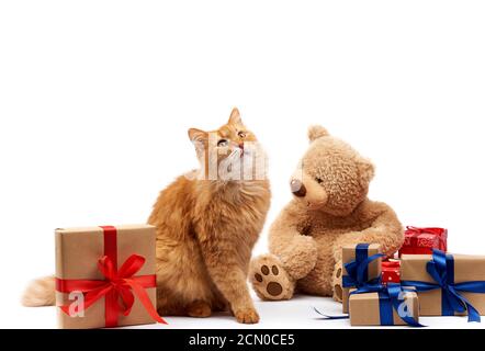 Lustige Erwachsene Ingwer Katze sitzt in der Mitte der Boxen In braunem Papier gewickelt und mit Seidenrippe gebunden Stockfoto