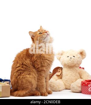 Lustige Erwachsene Ingwer Katze sitzt in der Mitte der Boxen In braunem Papier gewickelt und mit Seidenrippe gebunden Stockfoto