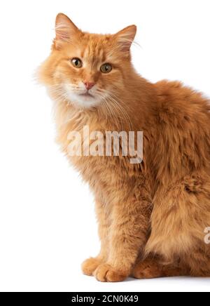 Porträt einer erwachsenen flauschigen roten Katze, das Tier sitzt seitlich und schaut auf die Kamera Stockfoto