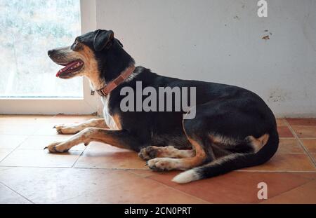 Nahaufnahme eines entzückenden deutschen Jagdterrier, der auf dem liegt Boden im Innenbereich Stockfoto