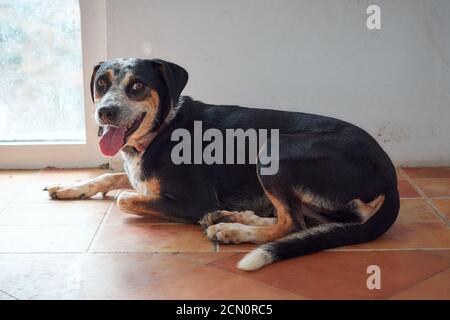 Nahaufnahme eines entzückenden deutschen Jagdterrier, der auf dem liegt Boden im Innenbereich Stockfoto