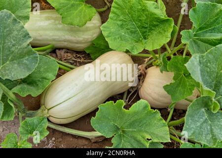 Butternut Squash 'Cucurbita moschata' reift im Feld, Kalifornien, Stockfoto