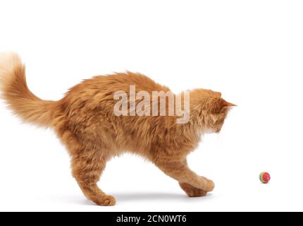 Erwachsene flauschige rote Katze spielt mit einer roten Kugel, niedliches Tier isoliert Stockfoto