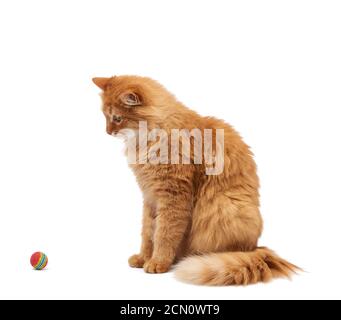 Erwachsene flauschige rote Katze spielt mit einem roten Ball auf Ein weißer Hintergrund Stockfoto