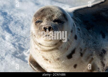 Harfenrobbe schielt mit den Augen, während sie zur Sonne schaut. Sein silbergrauer Pelzmantel ist glänzend mit dunklen Harfen- oder Querlenkerformen. Stockfoto