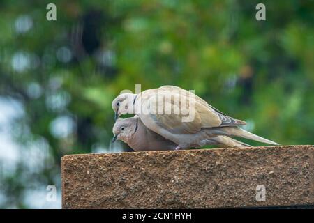 Eurasische HalsTauben (Streptopelia decaocto), Castle Rock Colorado USA. Eine erfolgreiche Envasive Art, die aus Asien nach Nordamerika eingeführt wurde. Stockfoto