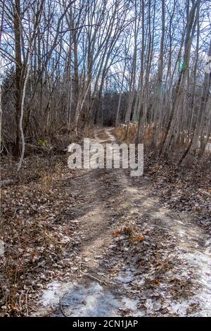 Feldweg durch den Wald im Winter Stockfoto