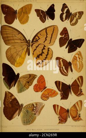 Journal of the Bombay Natural History Society Vol. 9 Platten. Stockfoto