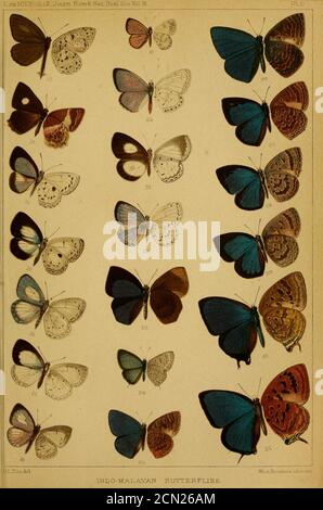 Journal of the Bombay Natural History Society Vol. 9 PlateO. Stockfoto
